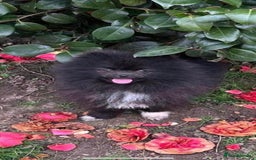 Pomapoo dogs for sale: ASIAN LINES RARE TOY POMAPOO - Image 9