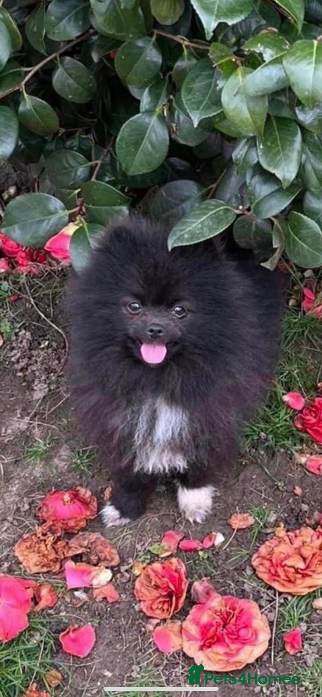 Pomapoo dogs for sale: ASIAN LINES RARE TOY POMAPOO - Image 9