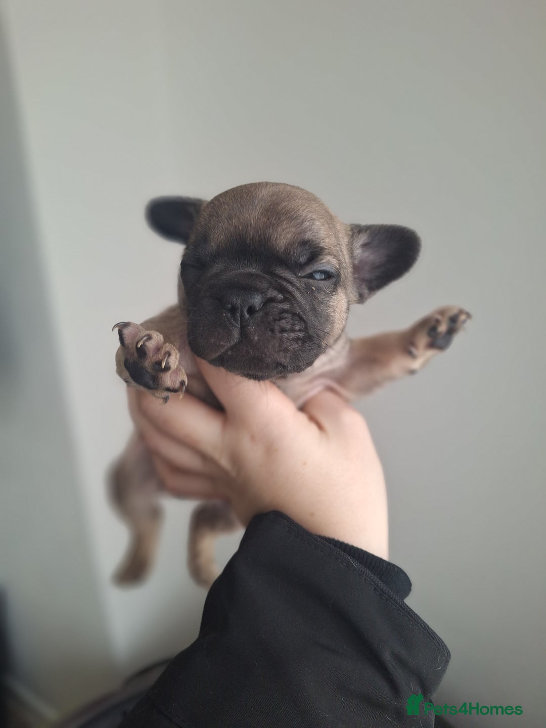 French Bulldog dogs for sale: French bulldog babies  - Advert 17