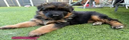 German Shepherd dogs for sale: 💥Champion🩸line KC Reg GermanShepherd puppy’s GSD - Advert 10
