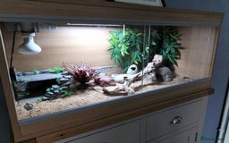 Leopard Gecko reptiles for sale: Female leopard gecko with complete setup - Image 4
