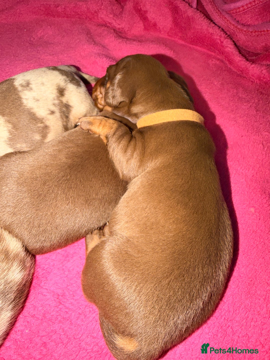 Miniature Dachshund dogs for sale: Miniature Dachshunds puppy's for sale.  - Advert 12