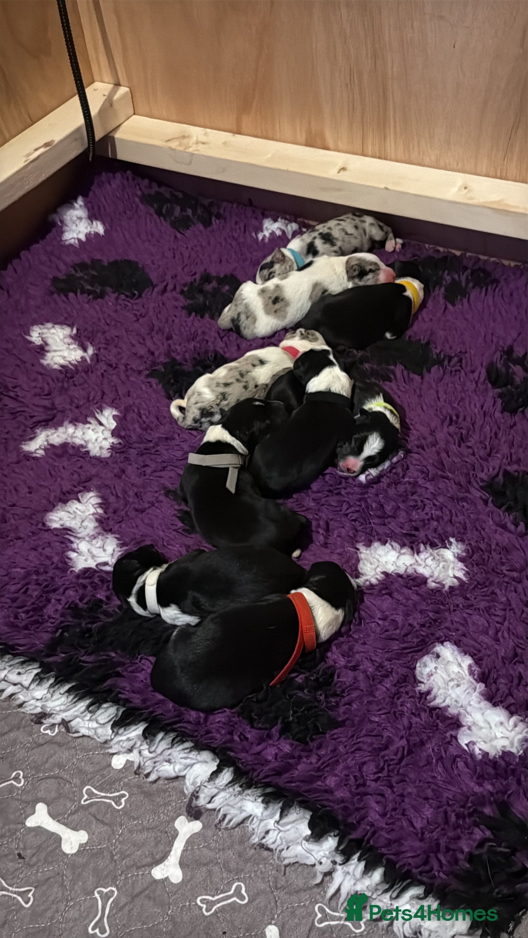 Border Collie dogs for sale: Family-Raised Border Collie Pups - Advert 2