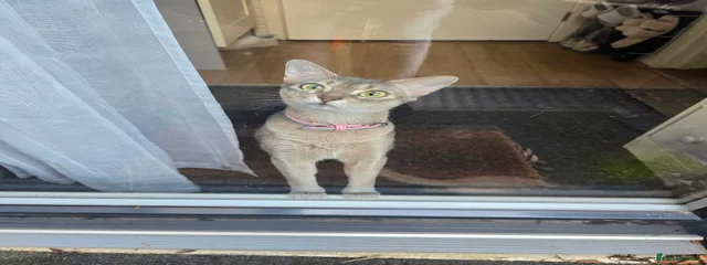 AYA