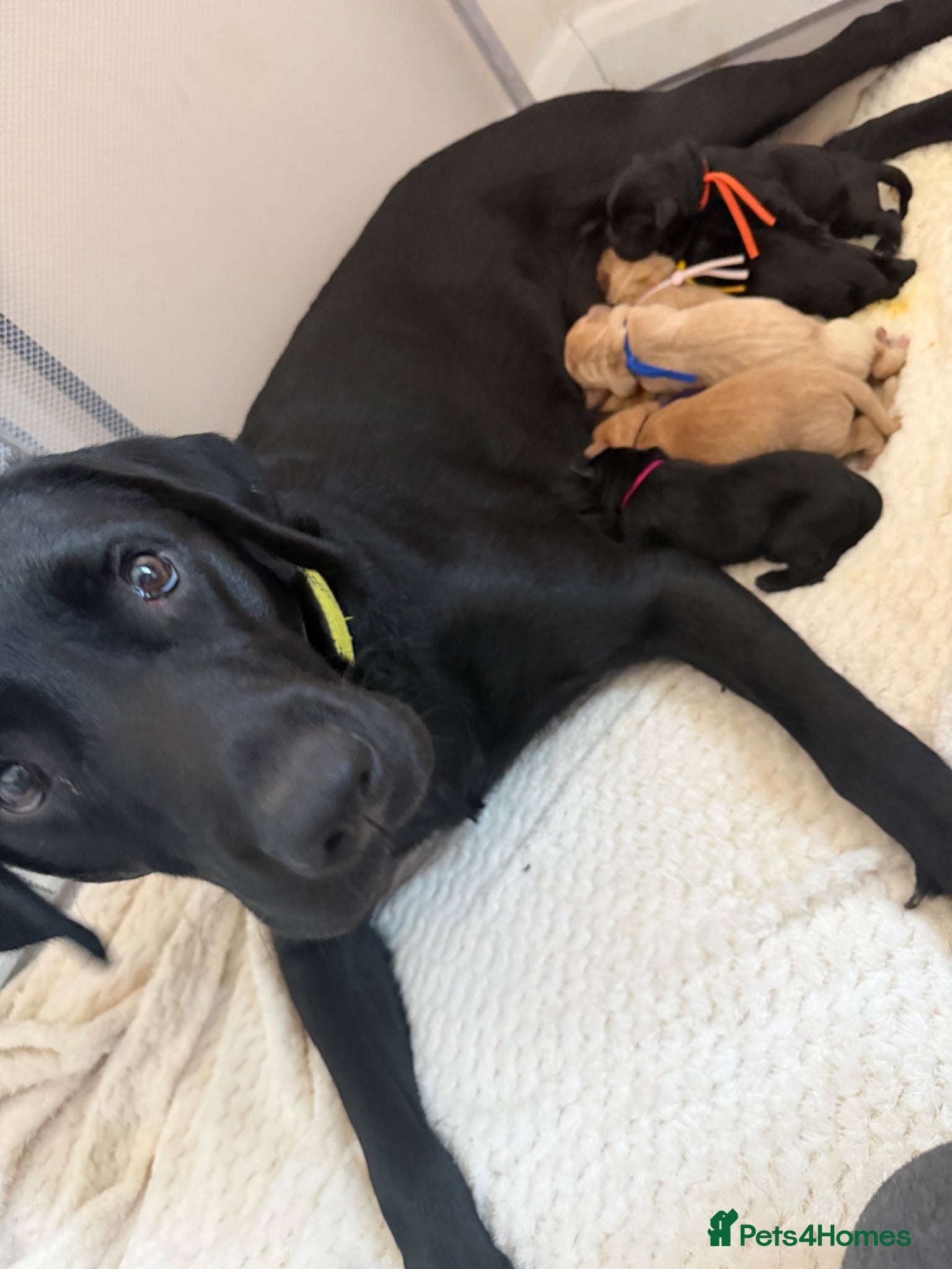 Labrador Retriever dogs for sale: Labrador retriever puppies - Advert 2