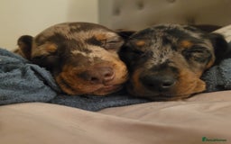 Miniature Dachshund dogs for sale: *1 boy available* - Miniature Dachshunds - Image 9