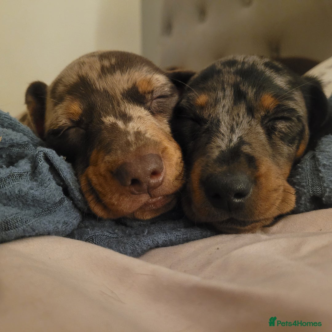 Miniature Dachshund dogs for sale: *1 boy available* - Miniature Dachshunds - Image 9