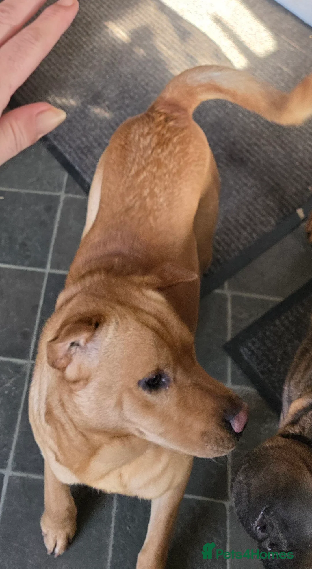 Mixed Breed dogs for sale: Shar pei x mini labradoodle looking 4 a new home  in Penrith - Advert 2