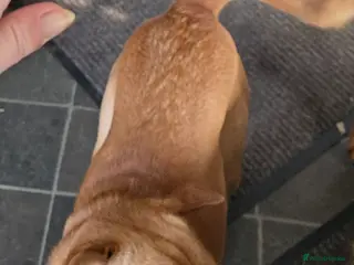 Mixed Breed dogs Shar pei x mini labradoodle looking 4 a new home - Advert 3