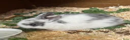 Mini Lop rabbits for sale: 3 female mini lops  - Advert 14