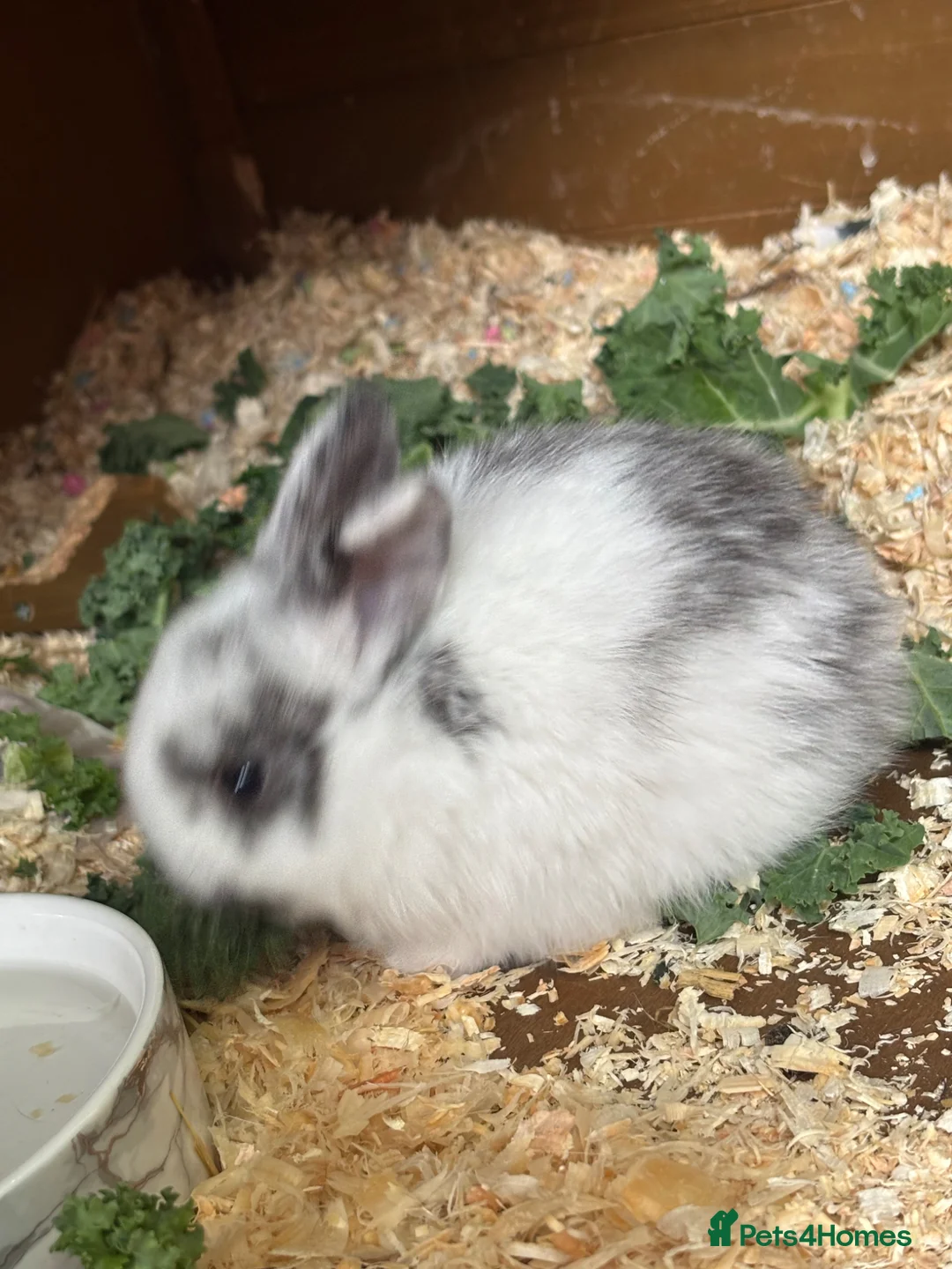 Mini Lop rabbits for sale: 3 female mini lops  - Advert 14
