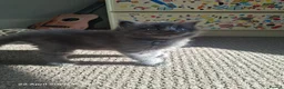 Mixed Breed cats for sale: Kittens for sale  - Advert 11