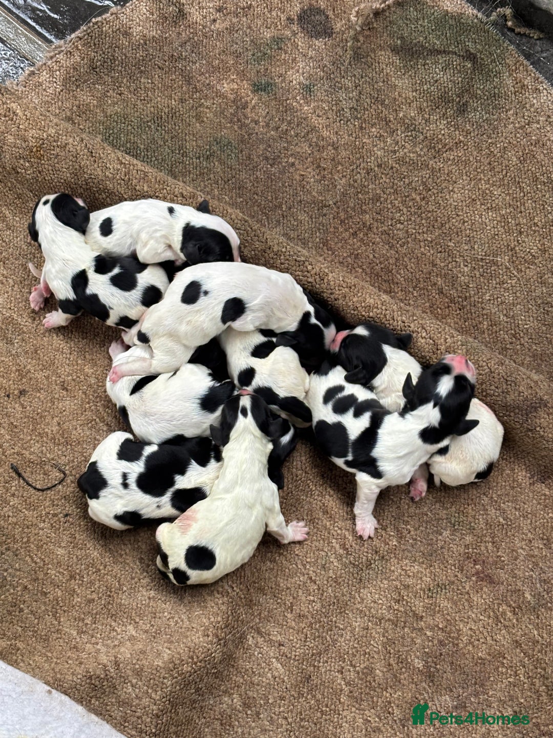 Sprocker dogs for sale: Sprocker puppies  - Image 10