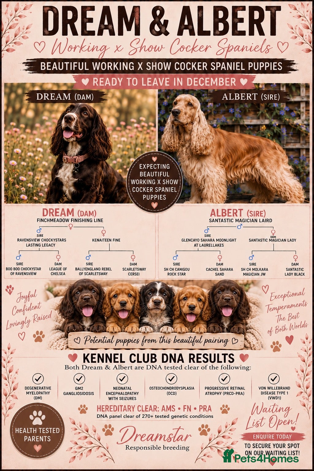 Cockapoo dogs COCKER SPANIEL WAITING LIST 😍 - Advert 15