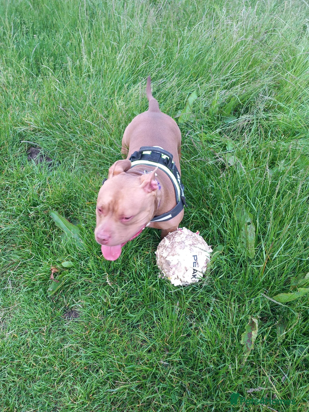 American Bully dogs for sale: Abkc pocket bully bitch  - Advert 6