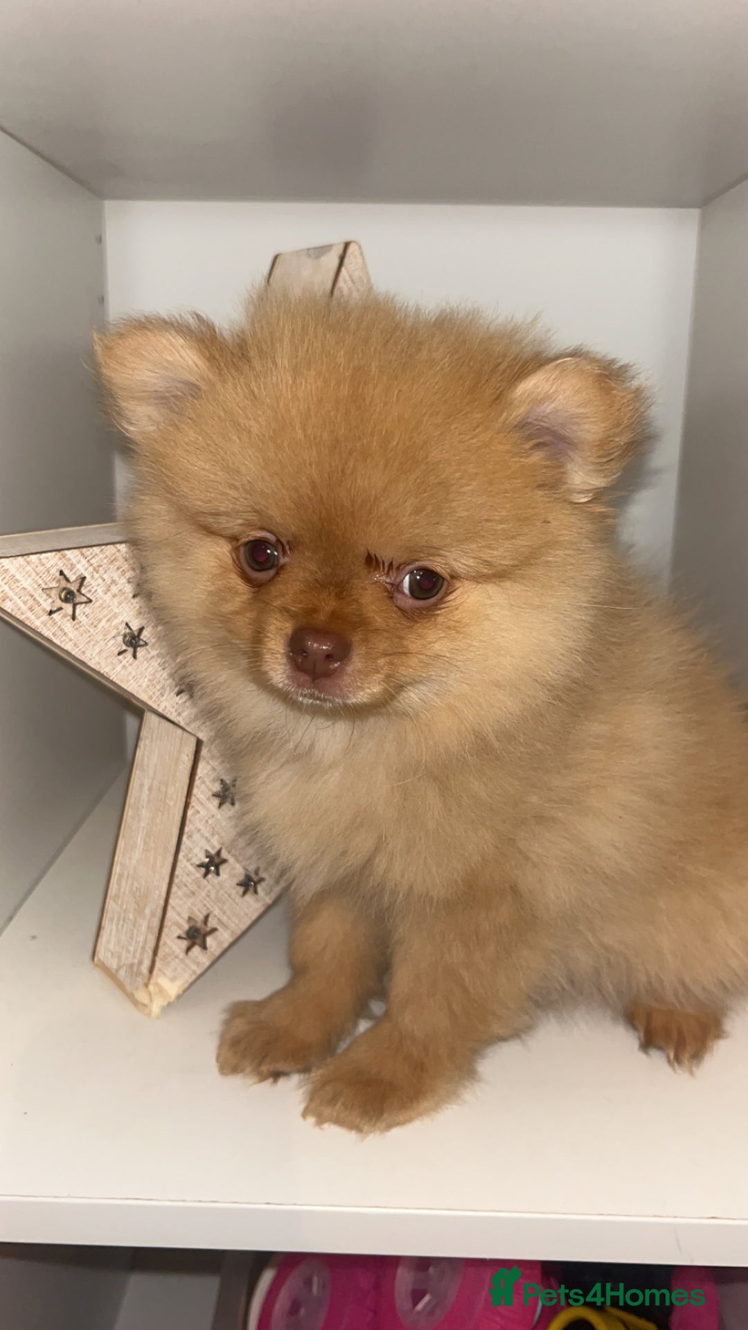 Pomeranian dogs for sale: 1 stunning rare markings Pom ready now  - Advert 33