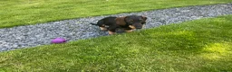 Dachshund dogs for sale: Standard Wirehaired Dachshund Puppy - Advert 14