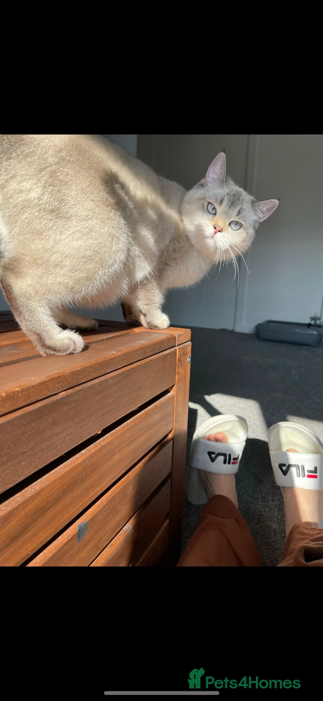 British Shorthair cats for sale: British kittens for sale  - Advert 1