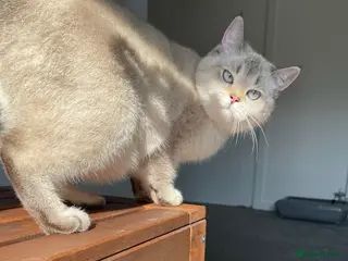 British Shorthair cats British kittens for sale - Advert 3