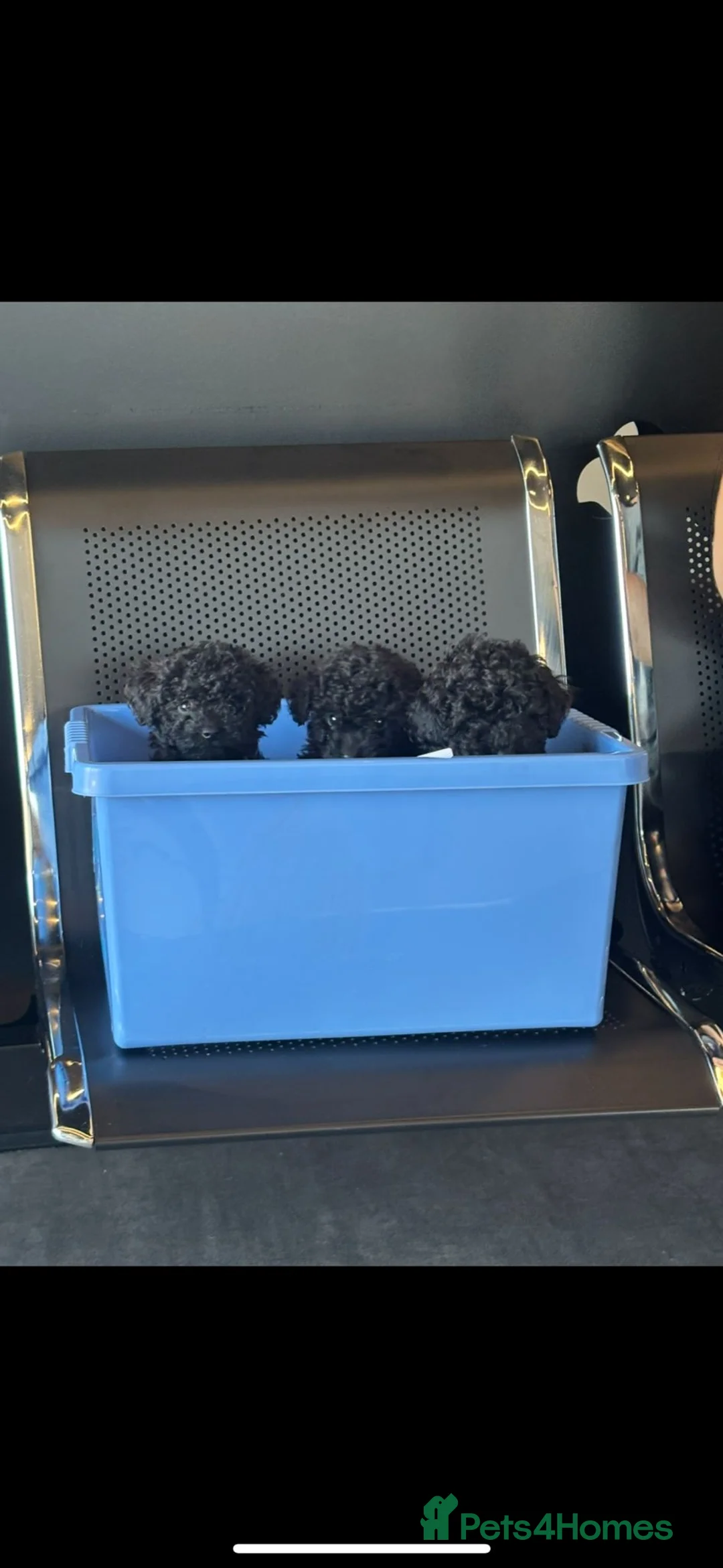 Toy Poodle dogs for stud: *STUD* Gorgeous KC Registered Toy Poodle in Manchester - Advert 31