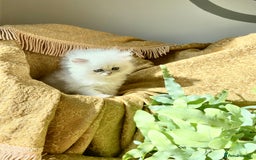 Persian cats for sale: TICA reg Silver & Golden Chinchilla Persians  - Image 14