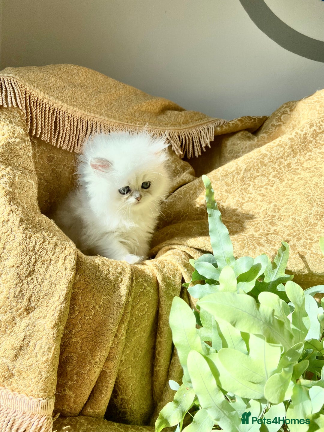Persian cats for sale: TICA reg Silver & Golden Chinchilla Persians  - Image 14