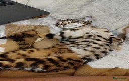Bengal cats for sale: Beautiful bengal boy - Image 7