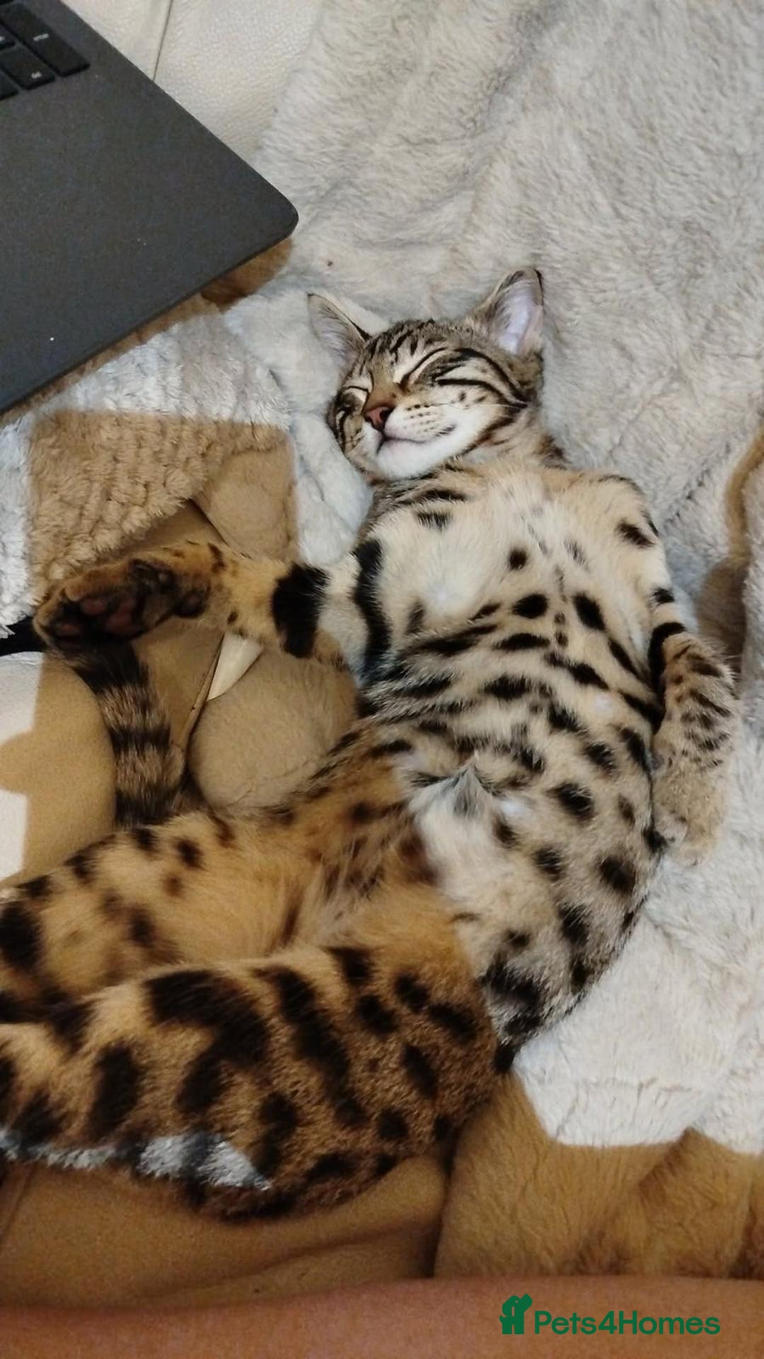 Bengal cats for sale: Beautiful bengal boy - Image 7