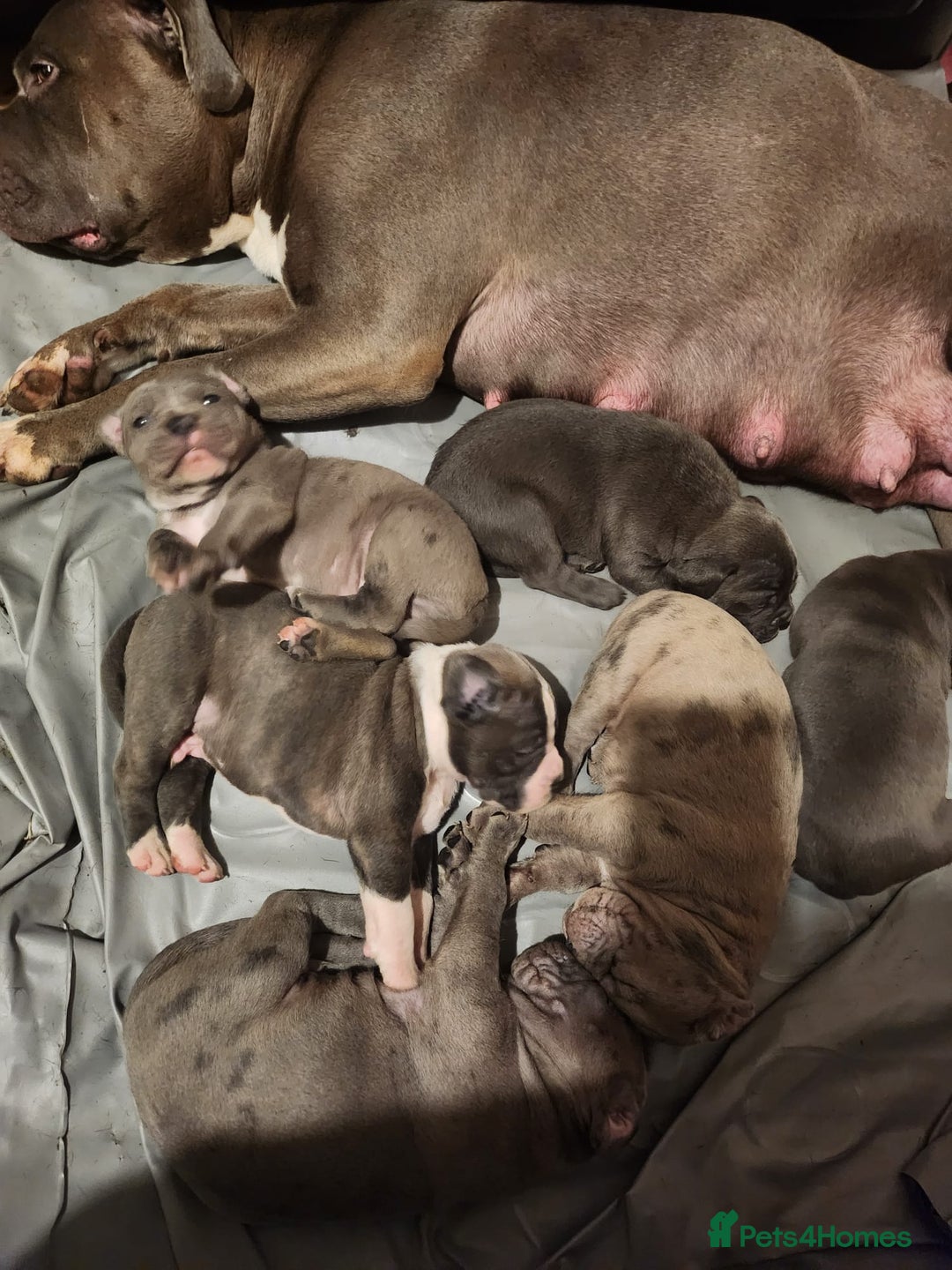 Mixed Breed dogs for sale: Cane corso mix  - Advert 1