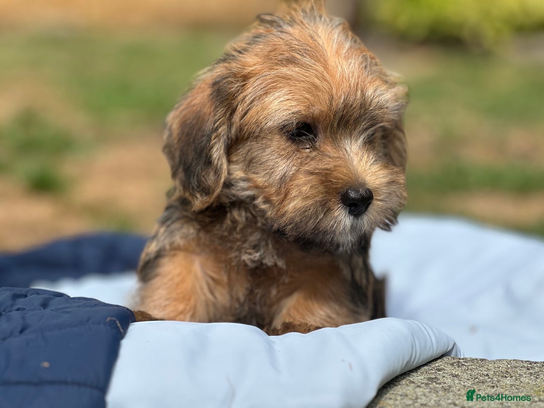 Mixed Breed dogs for sale: Stunning Norfolk terrier x jrt pups ready now - Image 28