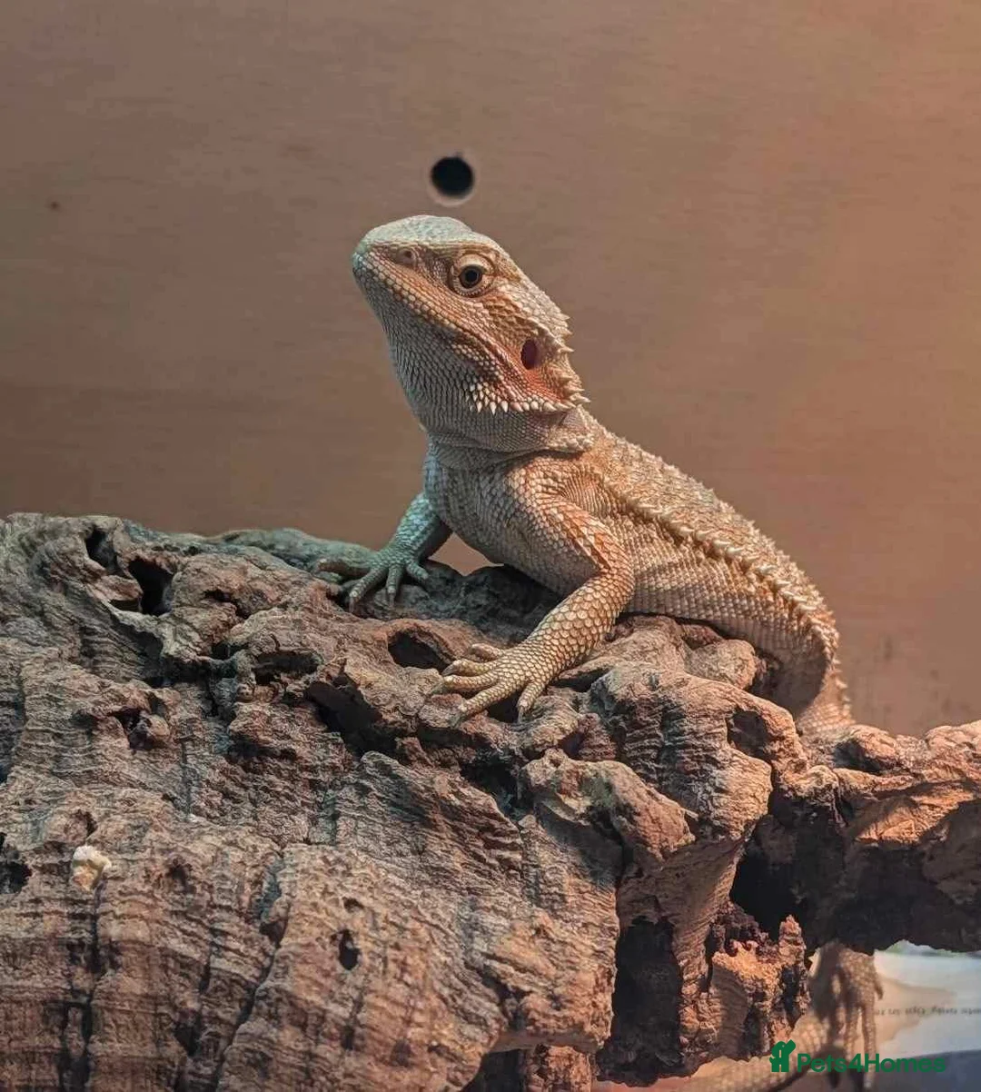 Bearded Dragon reptiles for sale: 2-3 months old red hypo bearded dragon  - Advert 1