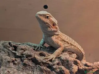 Bearded Dragon reptiles 2-3 months old red hypo bearded dragon - Advert 6