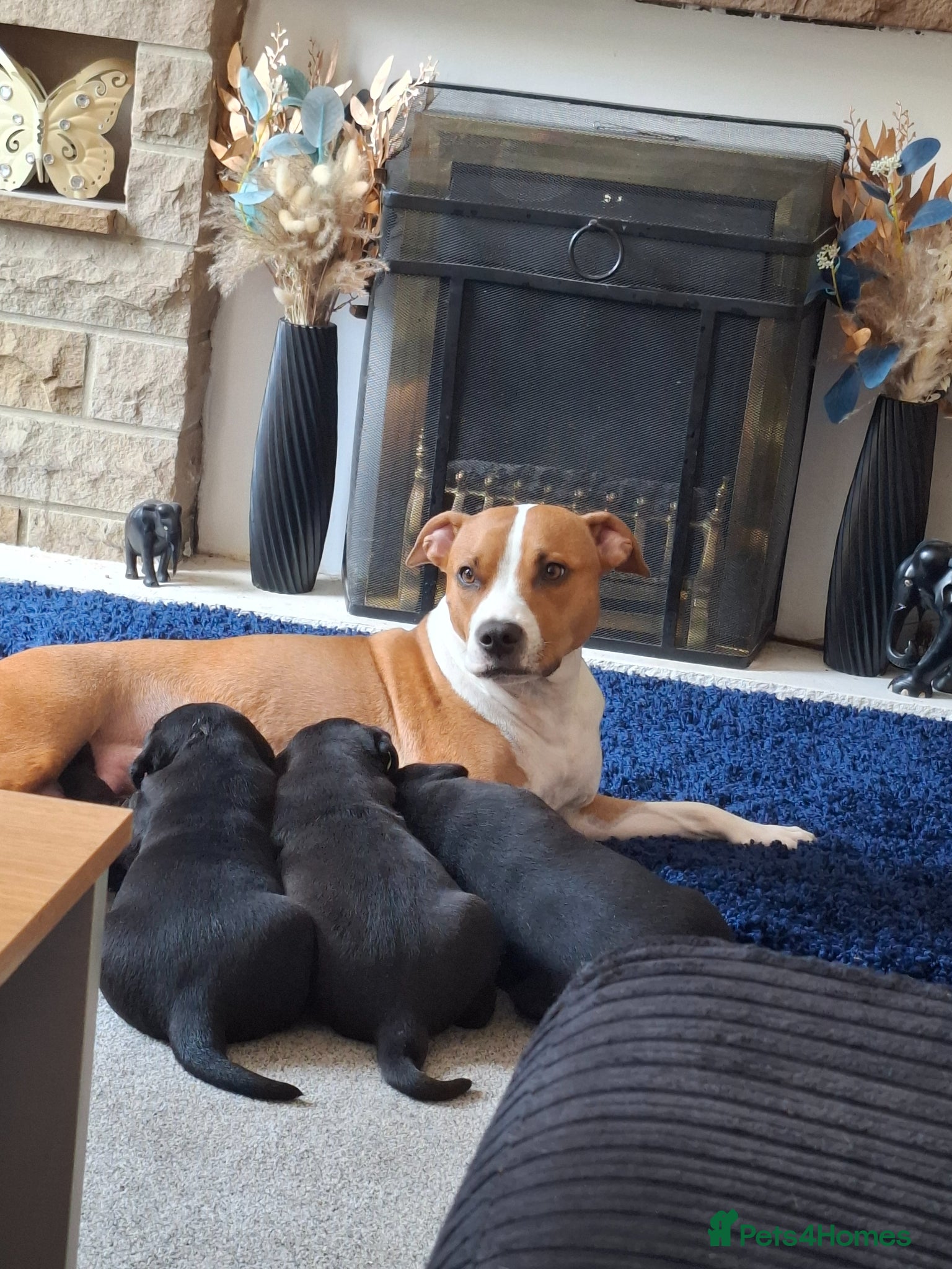 Mixed Breed dogs for sale: Staffy x labrador puppies - Advert 12