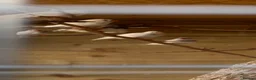 Finches birds for sale: Pied zebra finches  in Malvern - Advert 3
