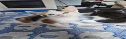 Mixed Breed cats for sale: 4 adorable kittens - Advert 5
