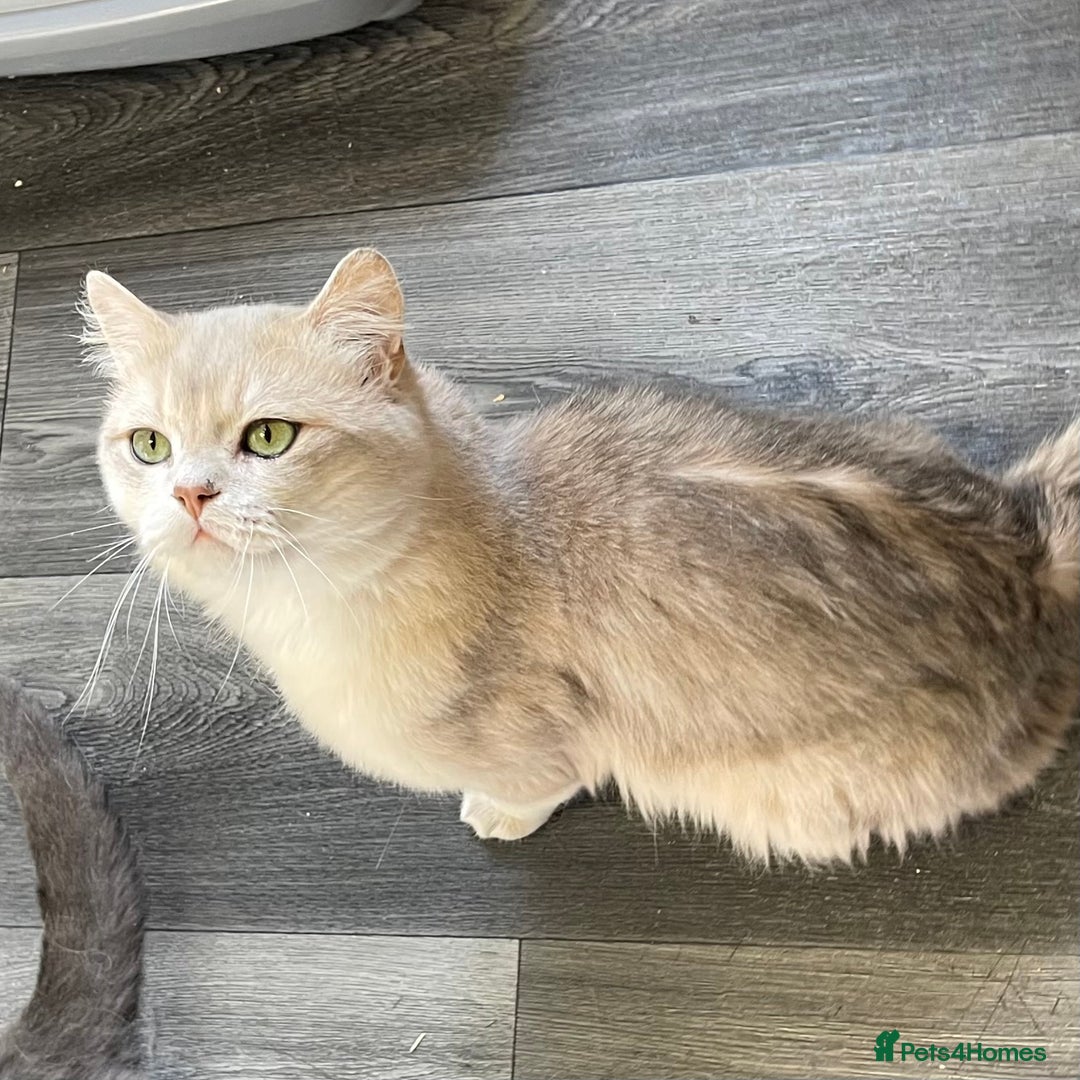 British Shorthair cats for sale: Active Blue Golden Tipped British Shorthair MARCUS - Image 9