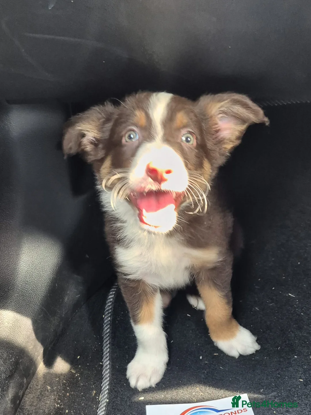 Border Collie dogs for sale: Male border collie last one left in Immingham - Advert 11