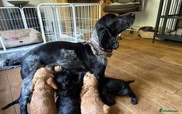 Cocker Spaniel dogs for sale: KC Reg Show cocker spaniel pups - Image 17