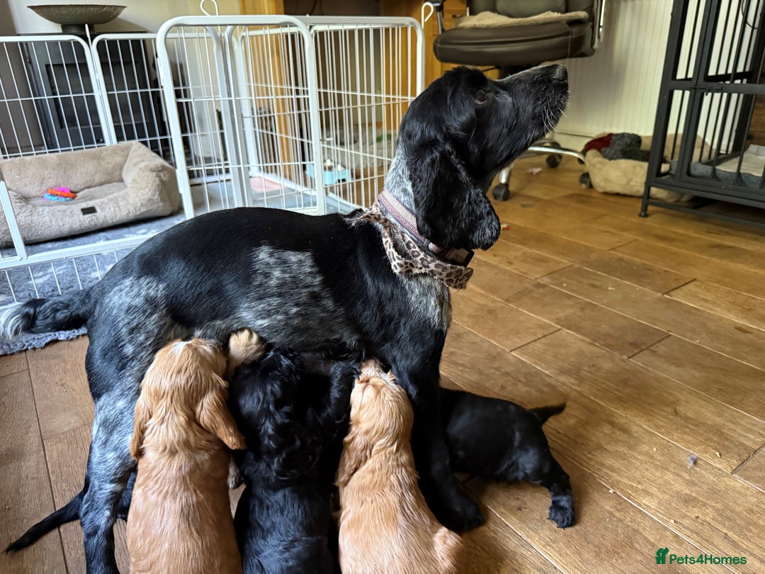 Cocker Spaniel dogs for sale: KC Reg Show cocker spaniel pups - Image 17