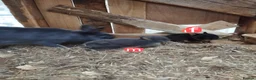 Netherland Dwarf rabbits for sale: Netherland dwarf £100 each - Advert 6