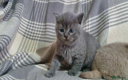British Shorthair cats for sale: Boy and girl available  - Image 5