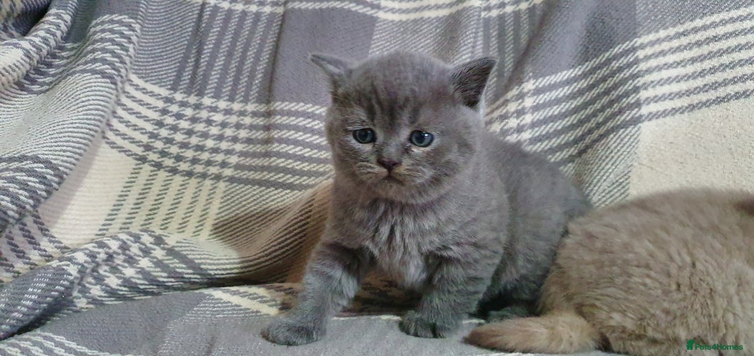 British Shorthair cats for sale: Boy and girl available  - Image 5