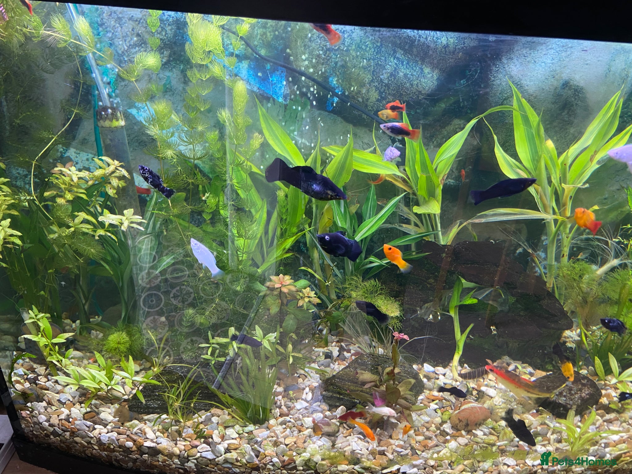 Platies fish Aquarium  - Advert 2
