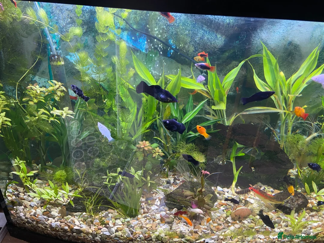 Platies fish for sale: Aquarium  in Southport - Advert 2
