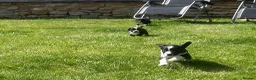 Mixed Breed dogs for sale: Sprollies  - Advert 26