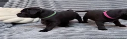 Staffordshire Bull Terrier dogs for sale: last boy True To size Bullscaff bloodline  - Advert 28