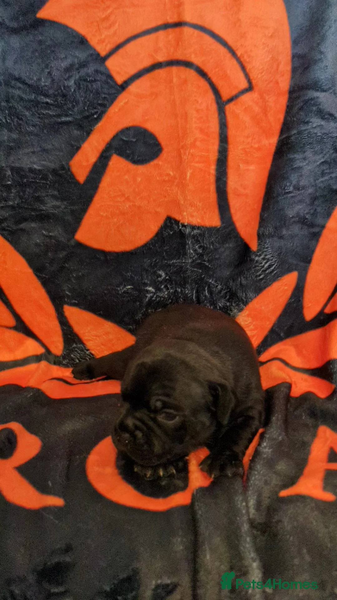 Staffordshire Bull Terrier dogs for stud: 🏆CHAMPION MICA AVAILABLE FOR STUD🏆 in Basingstoke - Advert 8