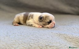 French Bulldog dogs for sale: 🐶 Beautiful Litter Of French Bulldogs 🐶 - Image 3