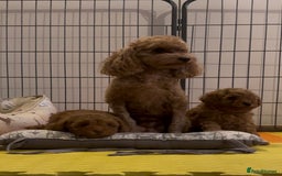 Toy Poodle dogs for sale: Beautiful red Toy Poodle Puppies  - Image 8