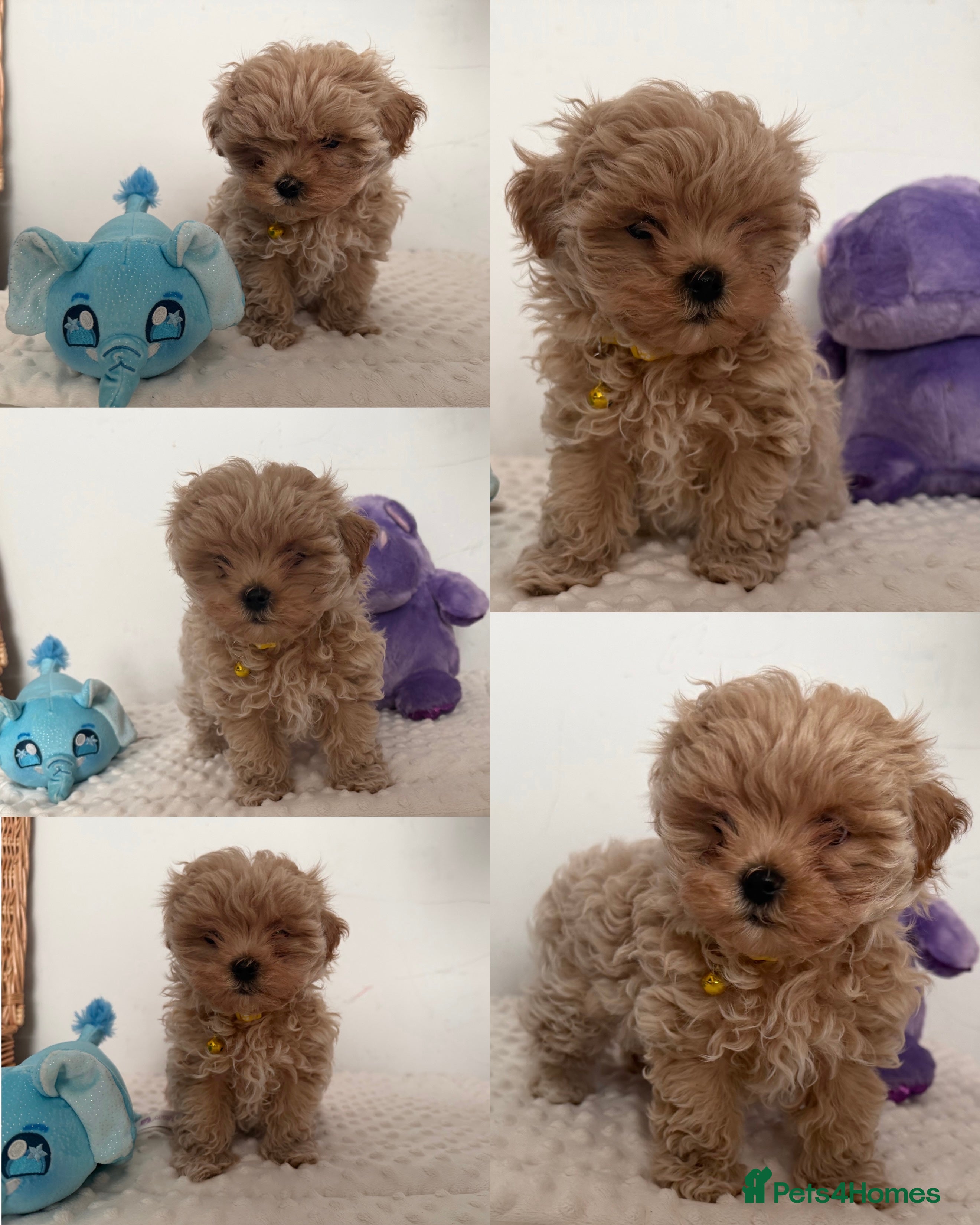 Maltipoo dogs Small Maltipoo puppy’s - Advert 11